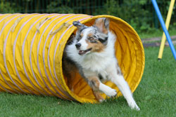 agility_01.jpg